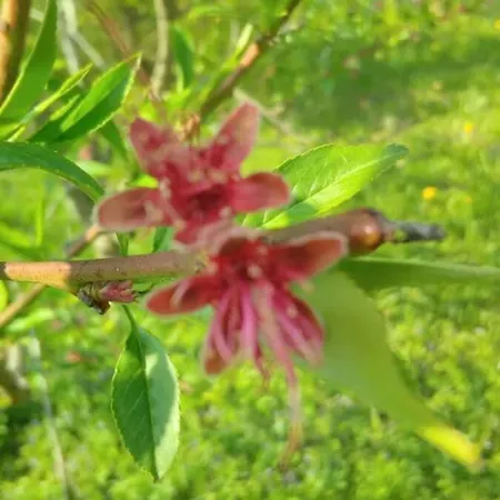 Rust Aan De Es Boom