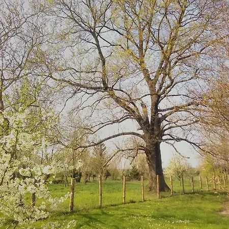 Rust Aan De Es Boom *